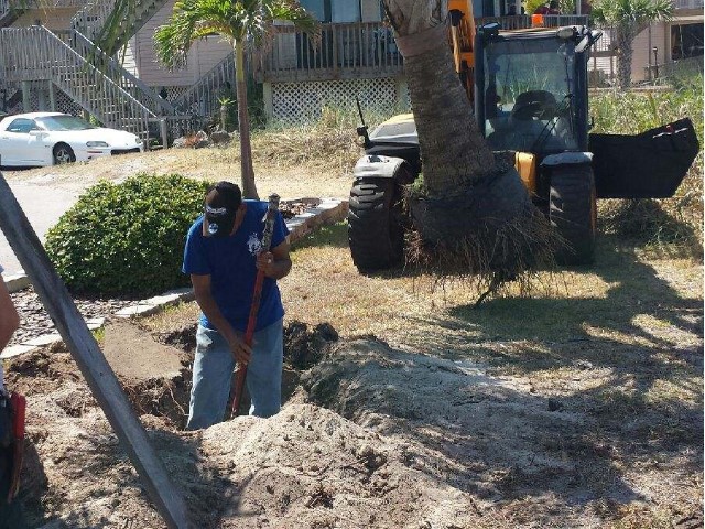 New Trees at Gulf to Bay<br> Photo by Don Pease -  Slide  3