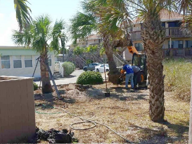 New Trees at Gulf to Bay<br> Photo by Don Pease -  Slide  5