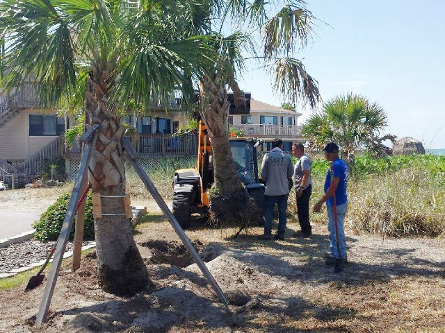 New Trees at Gulf to Bay<br> Photo by Don Pease -  Slide  6