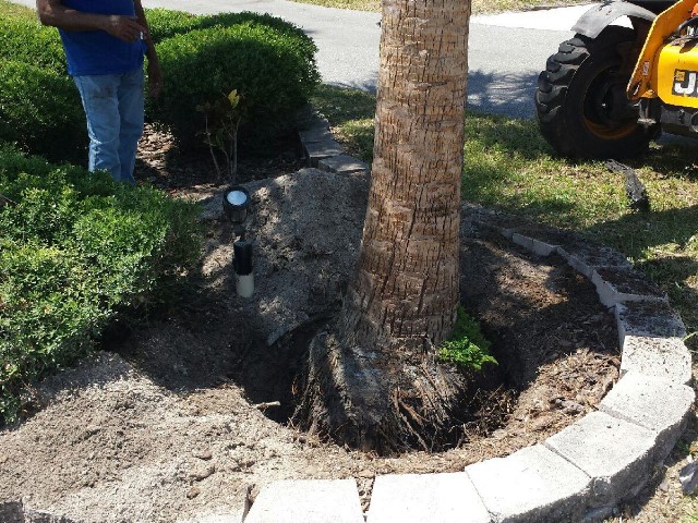 New Trees at Gulf to Bay<br> Photo by Don Pease -  Slide  12